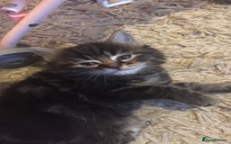 Mixed Breed cats for sale: 3 beautiful kittens - Image 2