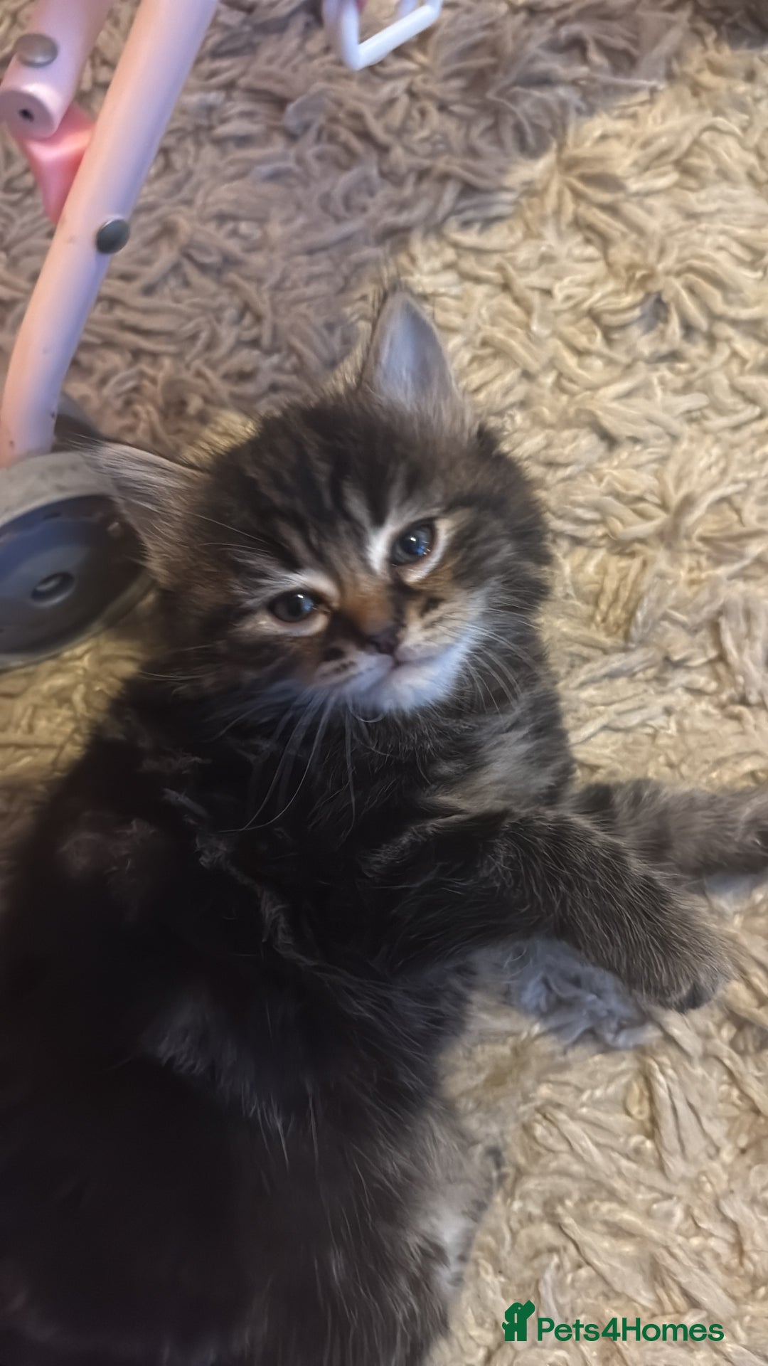 Mixed Breed cats for sale: 3 beautiful kittens - Image 2