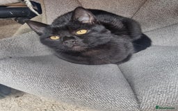 Mixed Breed cats for sale: Two black beauty  - Image 11