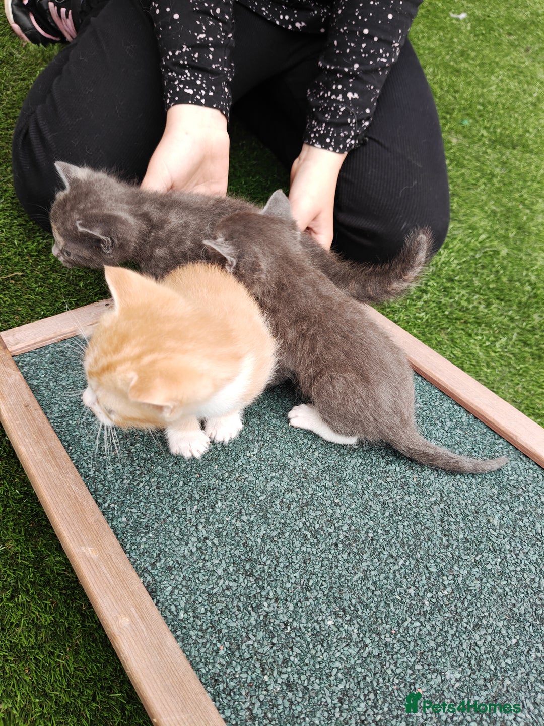 Mixed Breed cats for sale: Gorgeous Part BSH kittens ready to go now - Image 32