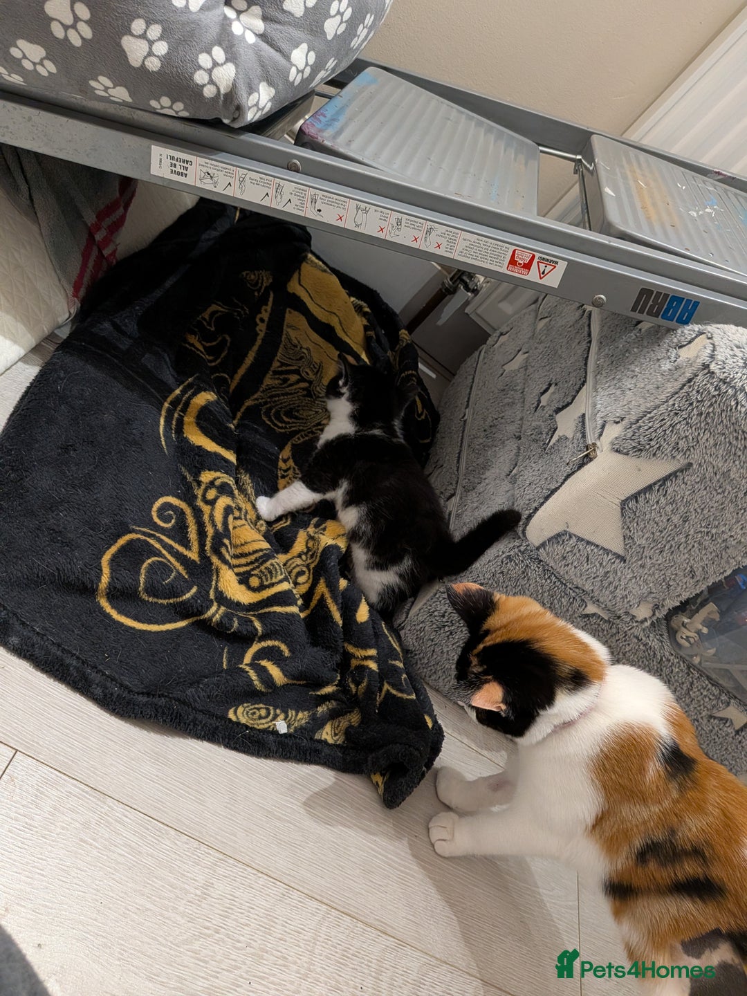 Domestic Shorthair cats for sale: Two Shorthair Kittens - Image 4