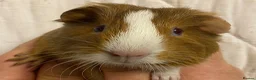 Guinea Pig rodents for sale: Baby Female Guinea Pigs For Sale  - Advert 8
