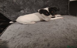Jack Russell dogs for sale: Jack Russell pups  - Image 4