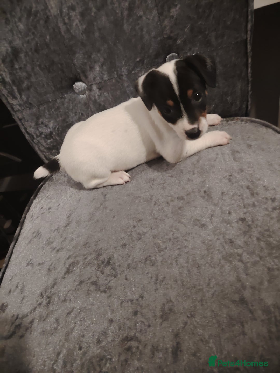 Jack Russell dogs for sale: Jack Russell pups  - Image 4