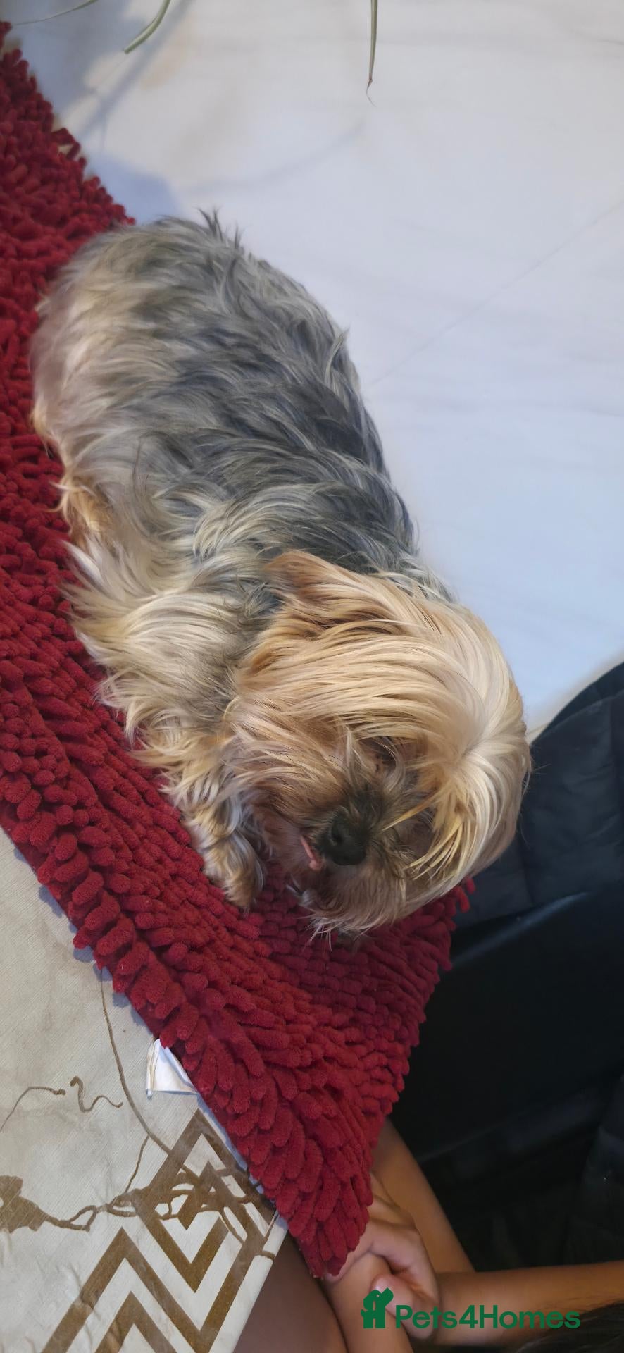 Yorkshire Terrier dogs Yorkshire Terrier Puppies 3 Girls & 1 Boy - Advert 8