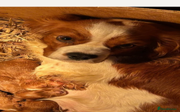 Cavapoo dogs for sale: Male cavapoo for sale  - Advert 5