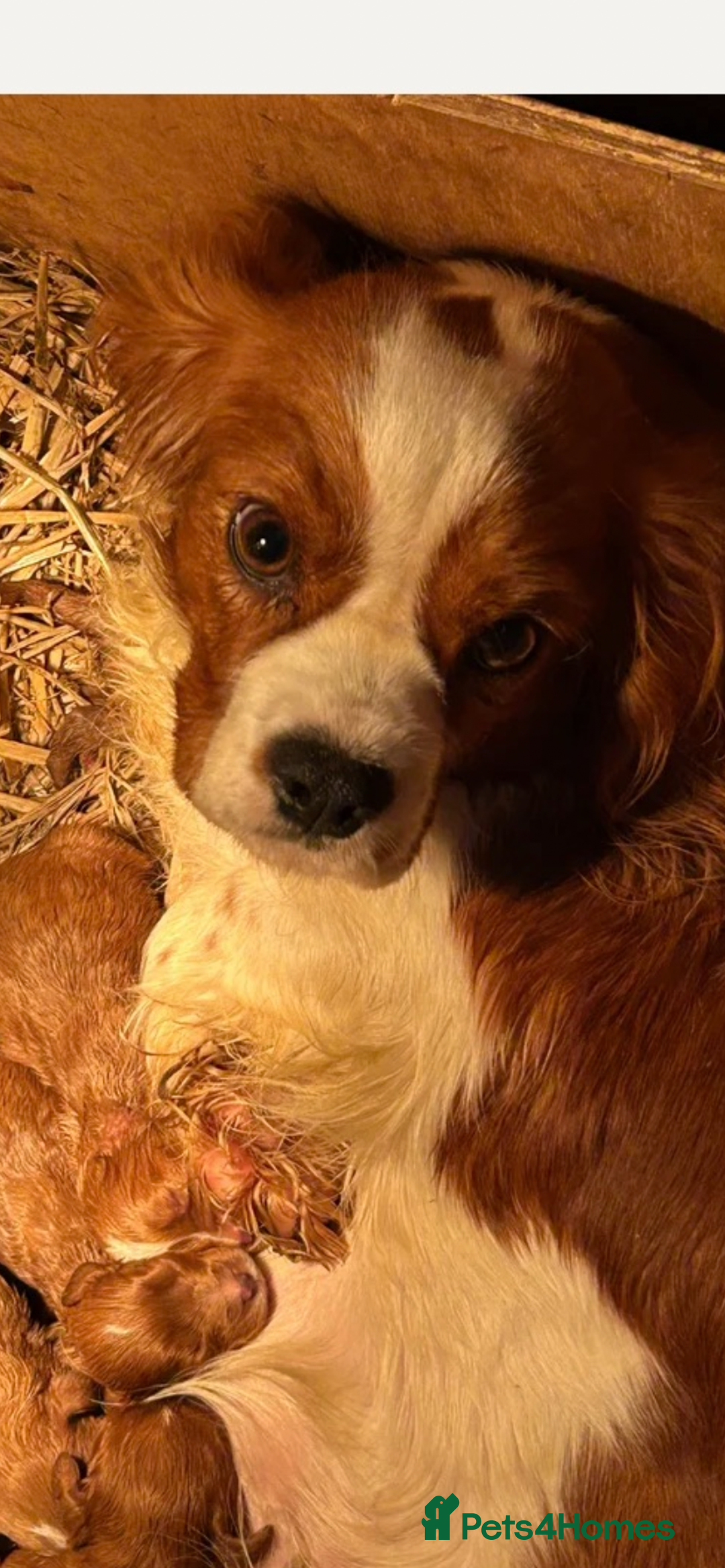 Cavapoo dogs for sale: Male cavapoo for sale  - Advert 5