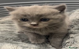 British Shorthair cats for sale: FULL BREED BSH KITTENS  - Image 6