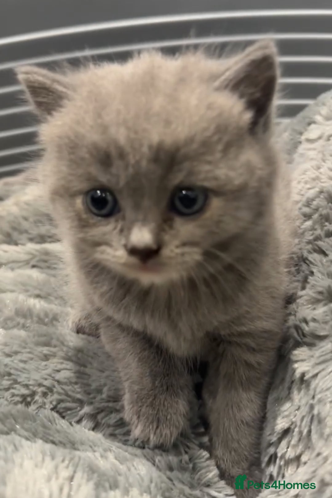 British Shorthair cats for sale: FULL BREED BSH KITTENS  - Image 6
