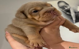 English Bulldog dogs for sale: Kc litter outstanding bloodlines bulldog pups  - Image 5