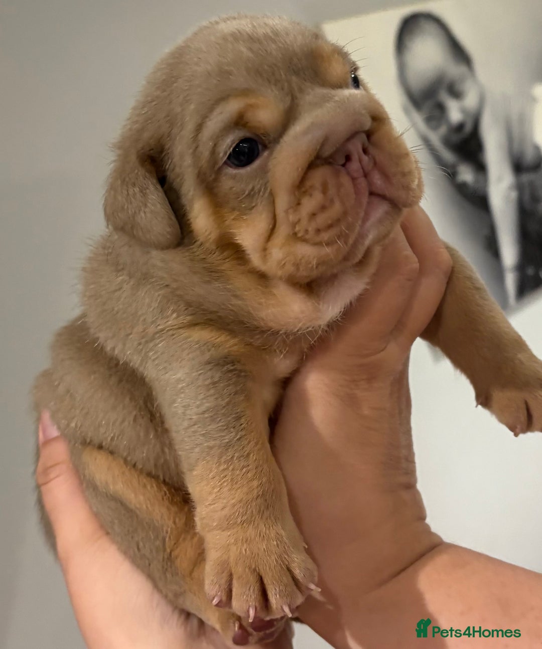 English Bulldog dogs for sale: Kc litter outstanding bloodlines bulldog pups  - Image 5