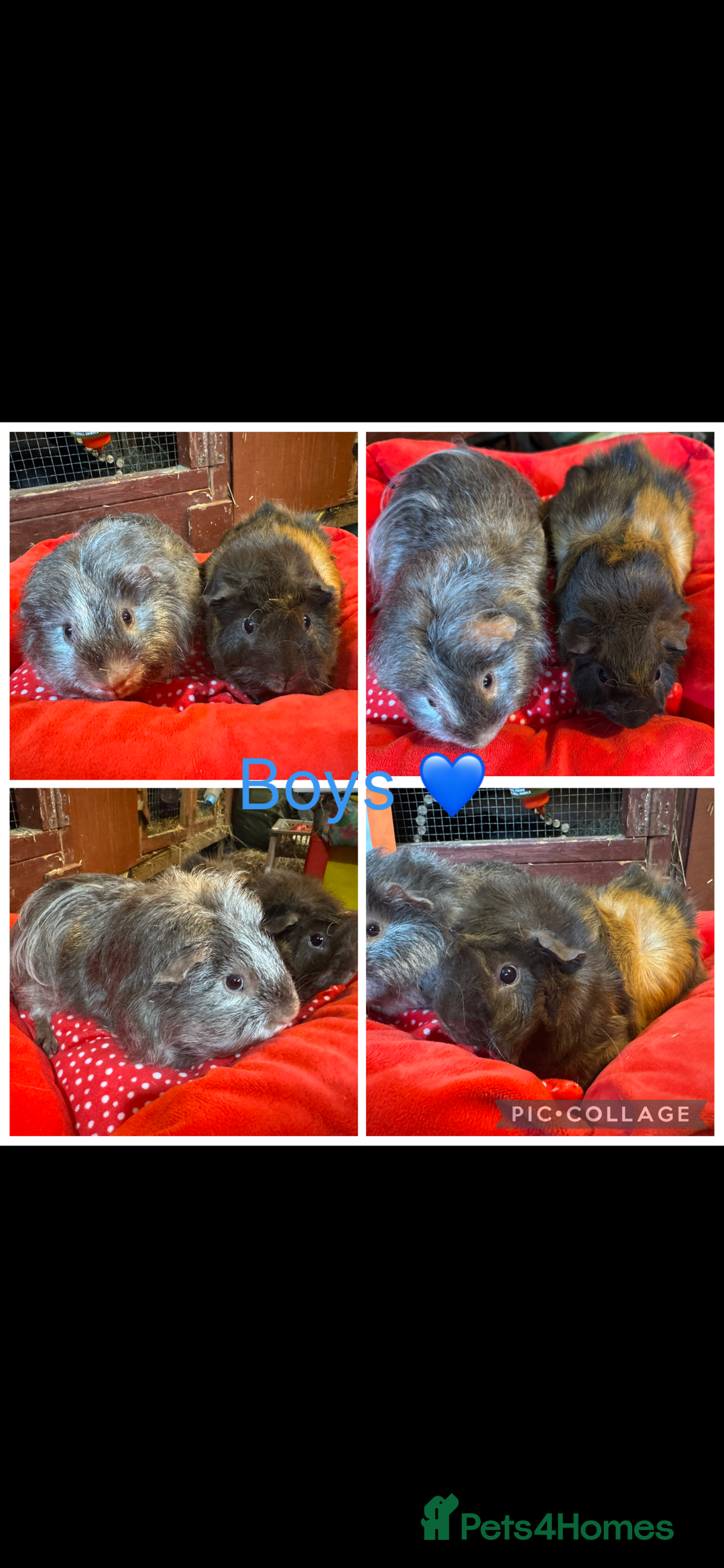 Guinea Pig rodents for sale: Female & Male Guinea pigs 👀 for new laps 🥰 - Advert 19