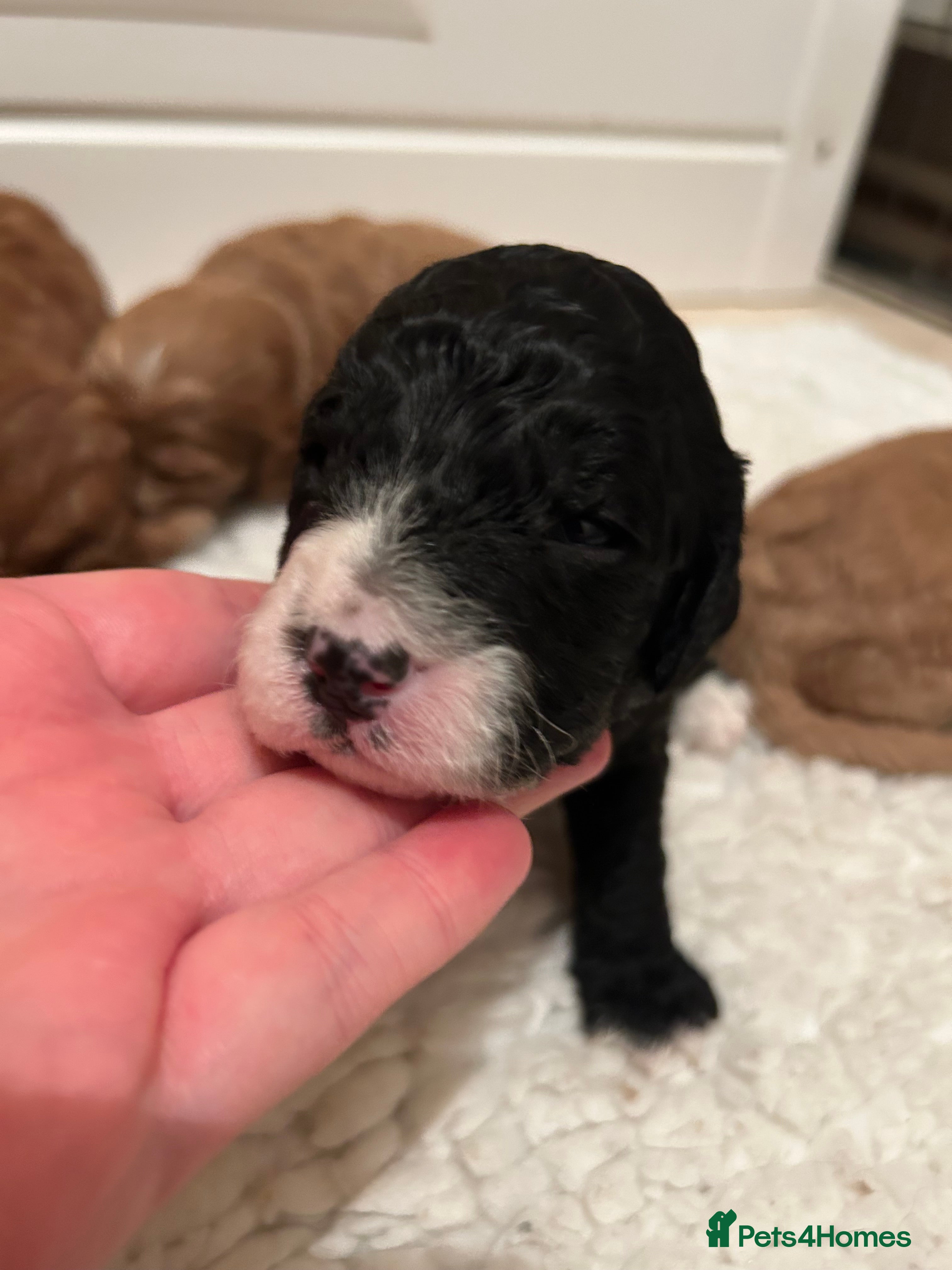 Mixed Breed dogs Beautiful miniature labradoodle puppies  - Advert 9