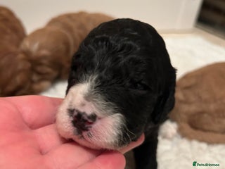 Mixed Breed dogs Beautiful miniature labradoodle puppies - Advert 9