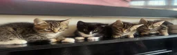 Mixed Breed cats for sale: 4, 8 week old kittens  - Advert 1