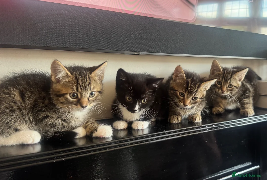 Mixed Breed cats for sale: 4, 8 week old kittens  - Advert 1