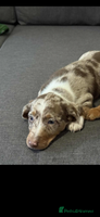 Dachshund dogs - Advert 12