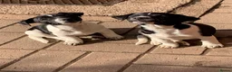 Jack Russell dogs for sale: Stunning jack Russell puppies in Wolverhampton - Advert 2