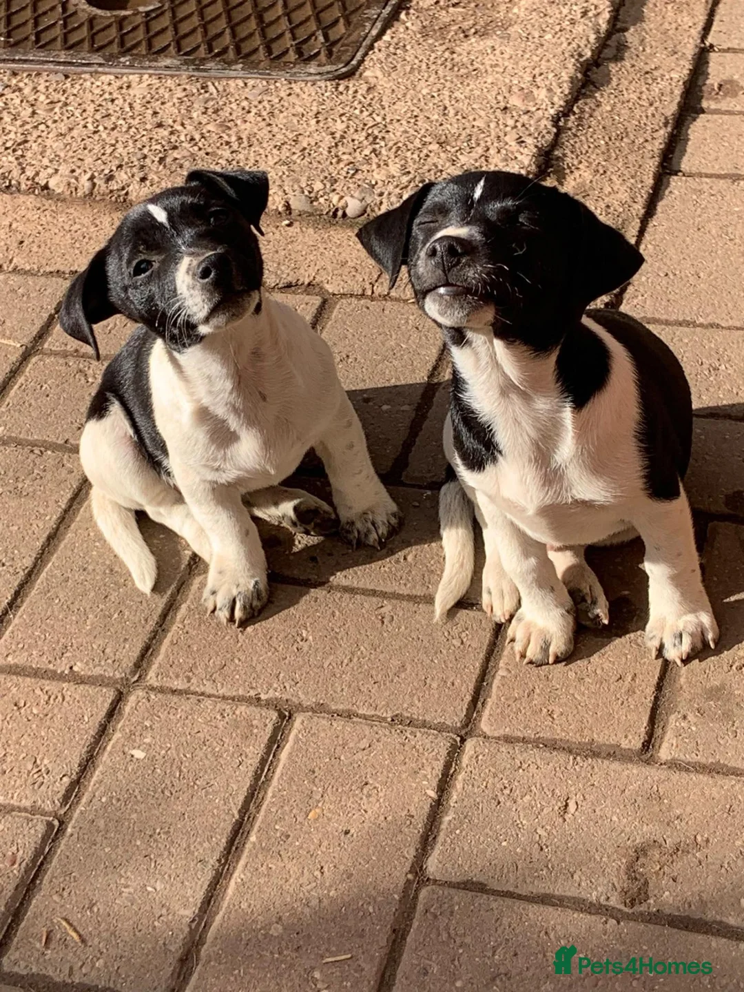 Jack Russell dogs for sale: Stunning jack Russell puppies in Wolverhampton - Advert 2