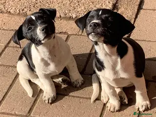 Jack Russell dogs Stunning jack Russell puppies - Advert 1