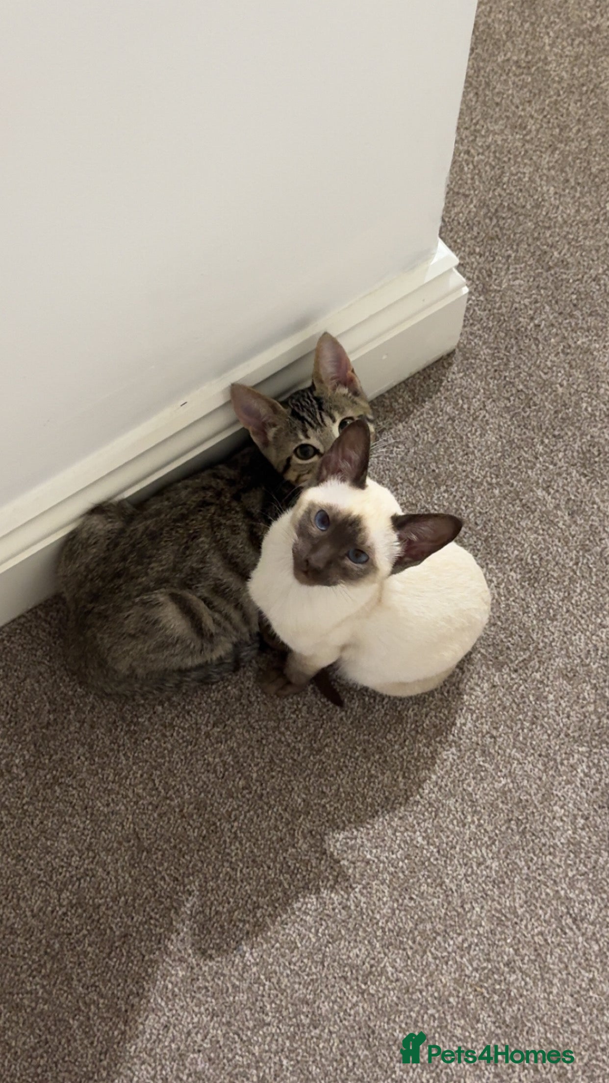 Siamese cats 2x 8 month old kittens - Siamese and BengalxTabby - Advert 8