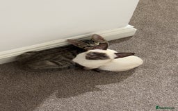 Siamese cats for sale: 2x 8 month old kittens - Siamese and BengalxTabby - Advert 1