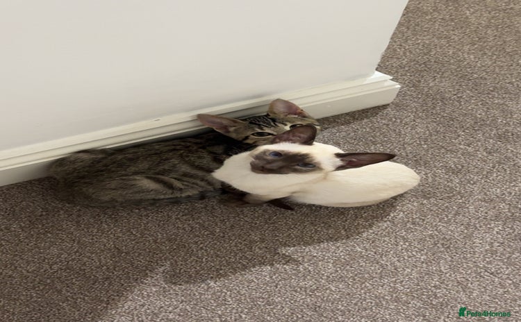 Siamese cats 2x 8 month old kittens - Siamese and BengalxTabby - Advert 1