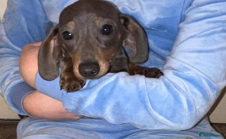 Dachshund dogs - Advert 4