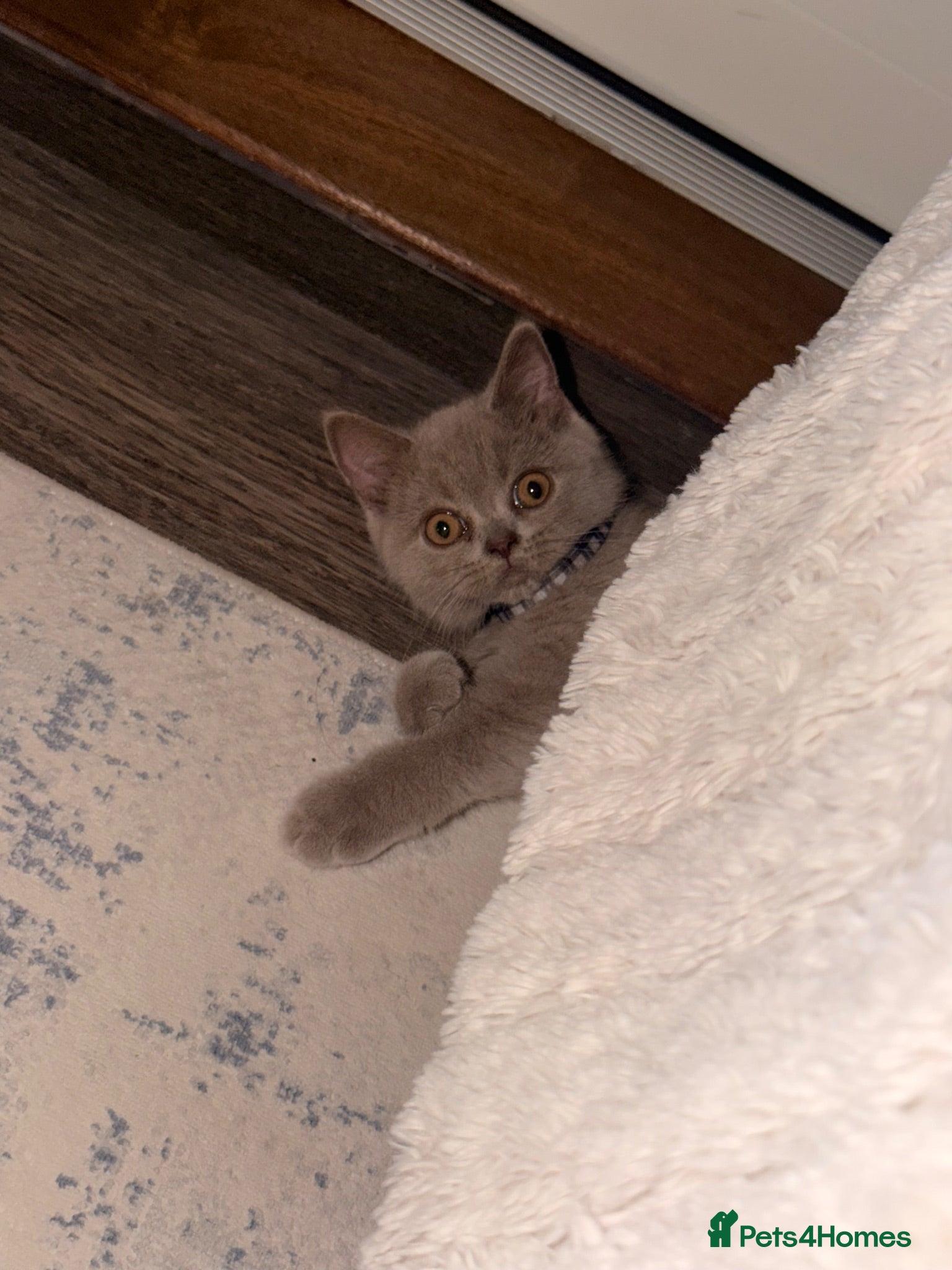 British Shorthair cats British shorthair baby boy  - Advert 4