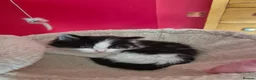 Mixed Breed cats for sale: Kittens for Sale - Chulmleigh Devon - Advert 5