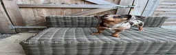 Mixed Breed dogs for sale: Dachshund/Chihuahua/mix breed - Advert 8