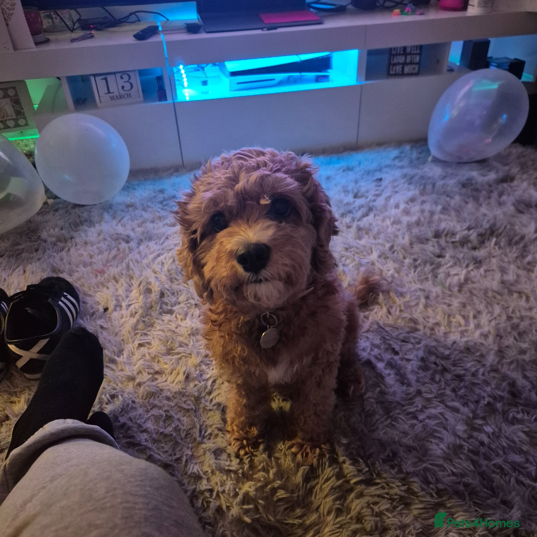 Cavapoo dogs Beautiful toy cavapoo puppys for sale  - Advert 1