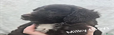 Cockapoo 2