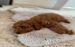 Toy Poodle dogs for sale: 🐶 Toy Poodle Puppy Girl–Ready for the home! - Image 20