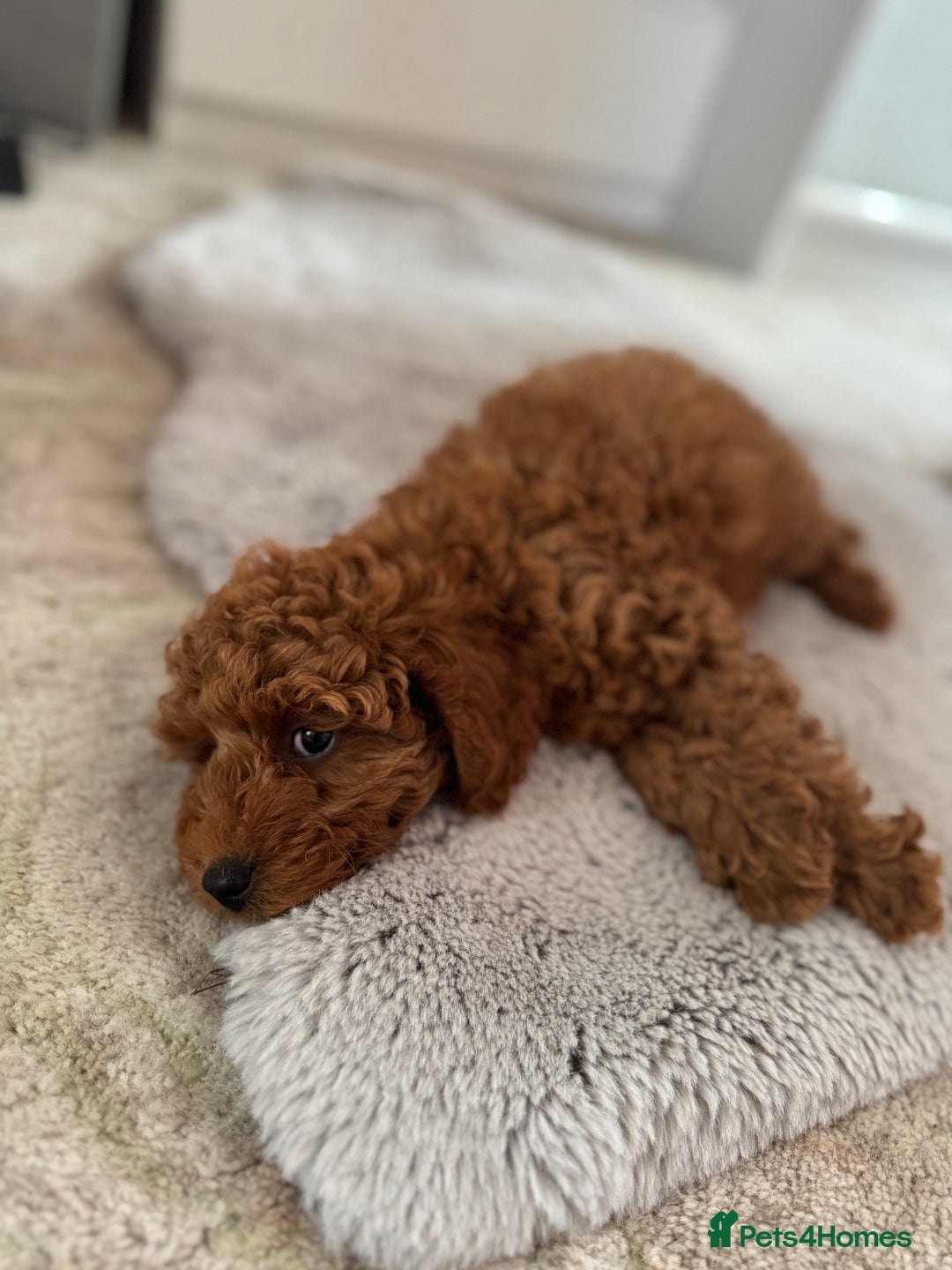 Toy Poodle dogs for sale: 🐶 Toy Poodle Puppy Girl–Ready for the home! - Image 20