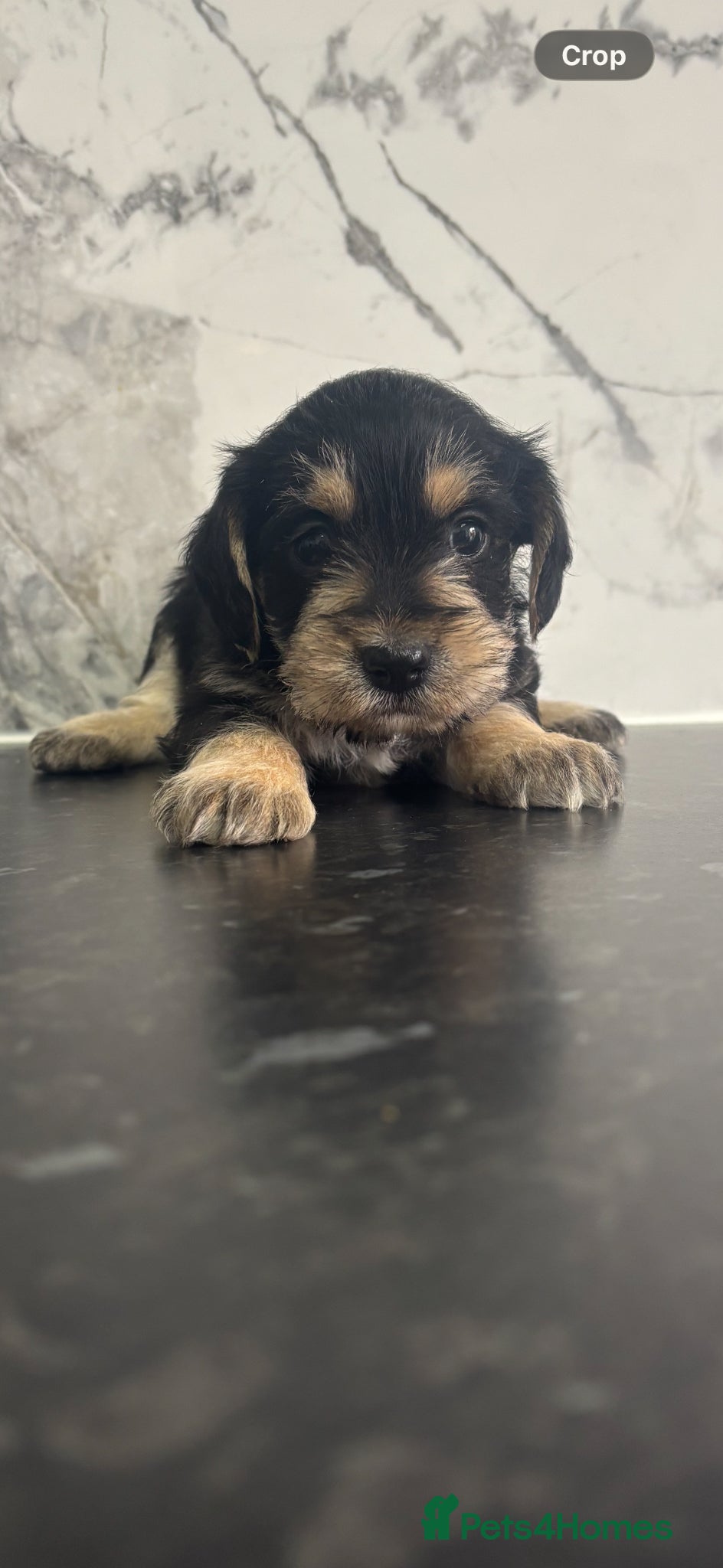 Yorkiepoo dogs for sale: 🐶Mini Yorkipoo puppies (toy size)🐶 - Advert 5