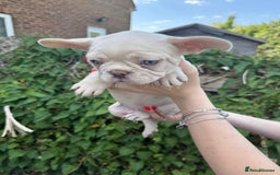 French Bulldog dogs for sale: 🐶 Adorable French Bulldog Puppies - Image 10