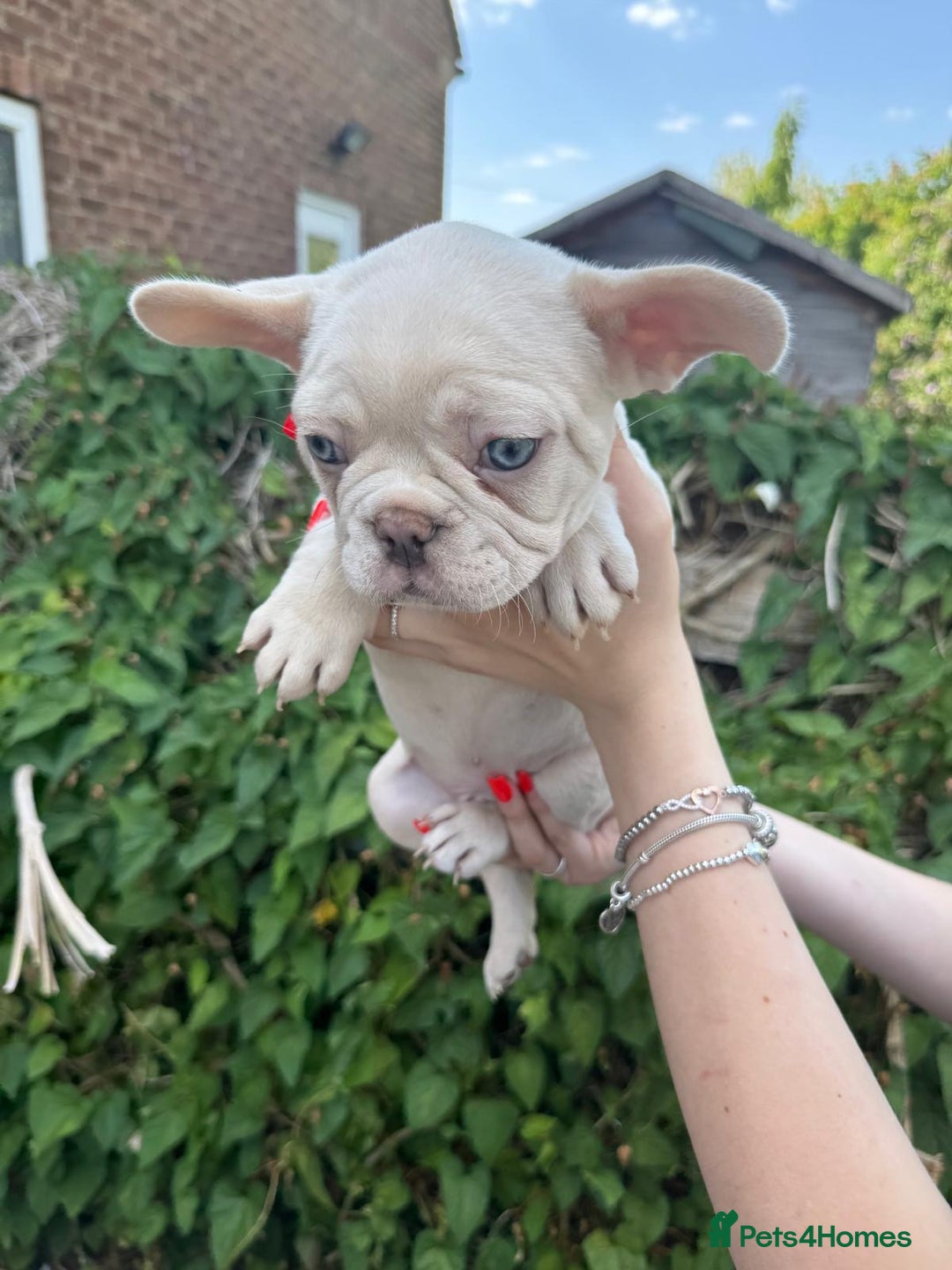 French Bulldog dogs for sale: 🐶 Adorable French Bulldog Puppies - Image 10