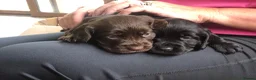 Cocker Spaniel dogs for sale: Glnhowy gundogs kc reg working cocker spaniel pups in Tredegar - Advert 3
