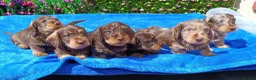 Miniature Dachshund dogs for sale: QUAILTY MINI WIRES KC REG PRA LAFORA CLEAR - Advert 14
