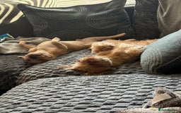 French Bulldog dogs for sale: Male frenchie  - Image 5