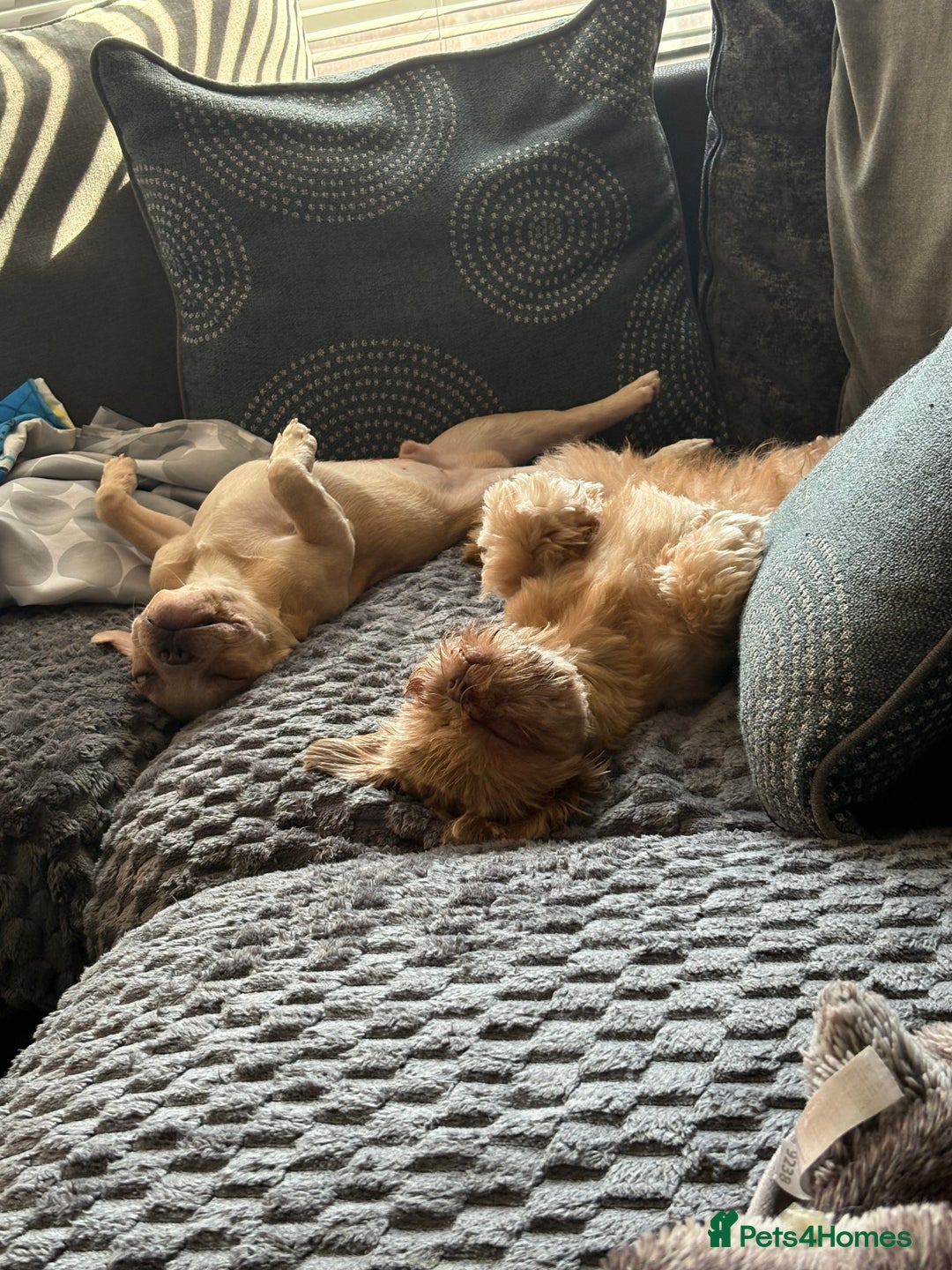 French Bulldog dogs for sale: Male frenchie  - Image 5