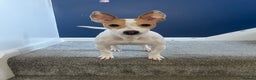 Jack Russell dogs for sale: READY NOW! OutstandingJack Russell puppies - Advert 21