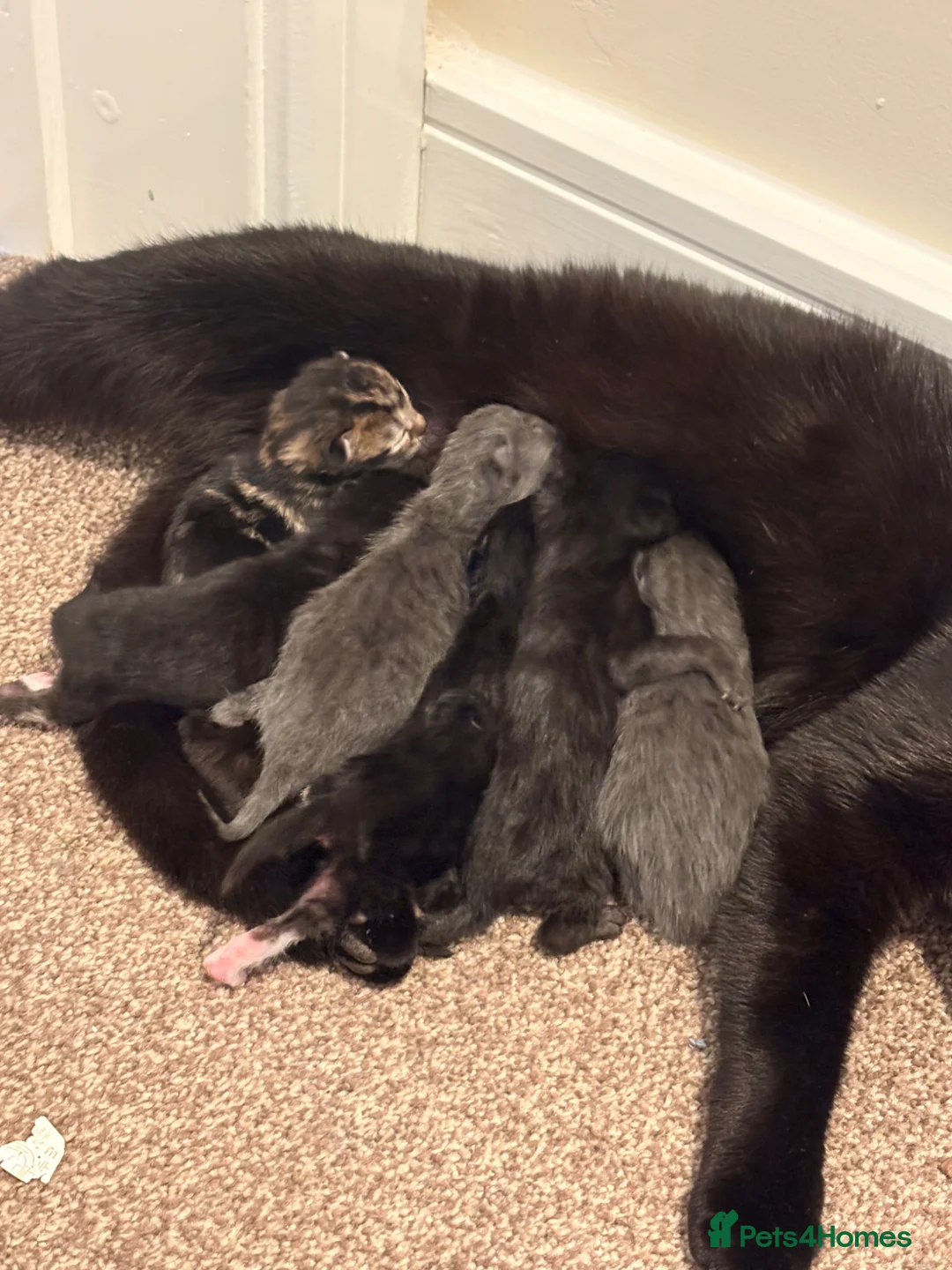 Mixed Breed cats for sale: Beautiful Kittens  - Advert 1