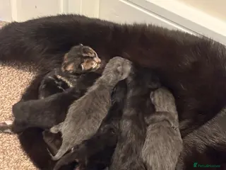 Mixed Breed cats Beautiful Kittens - Advert 2