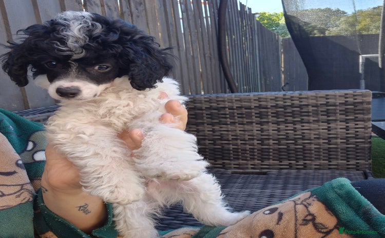Maltipoo dogs - Advert 1