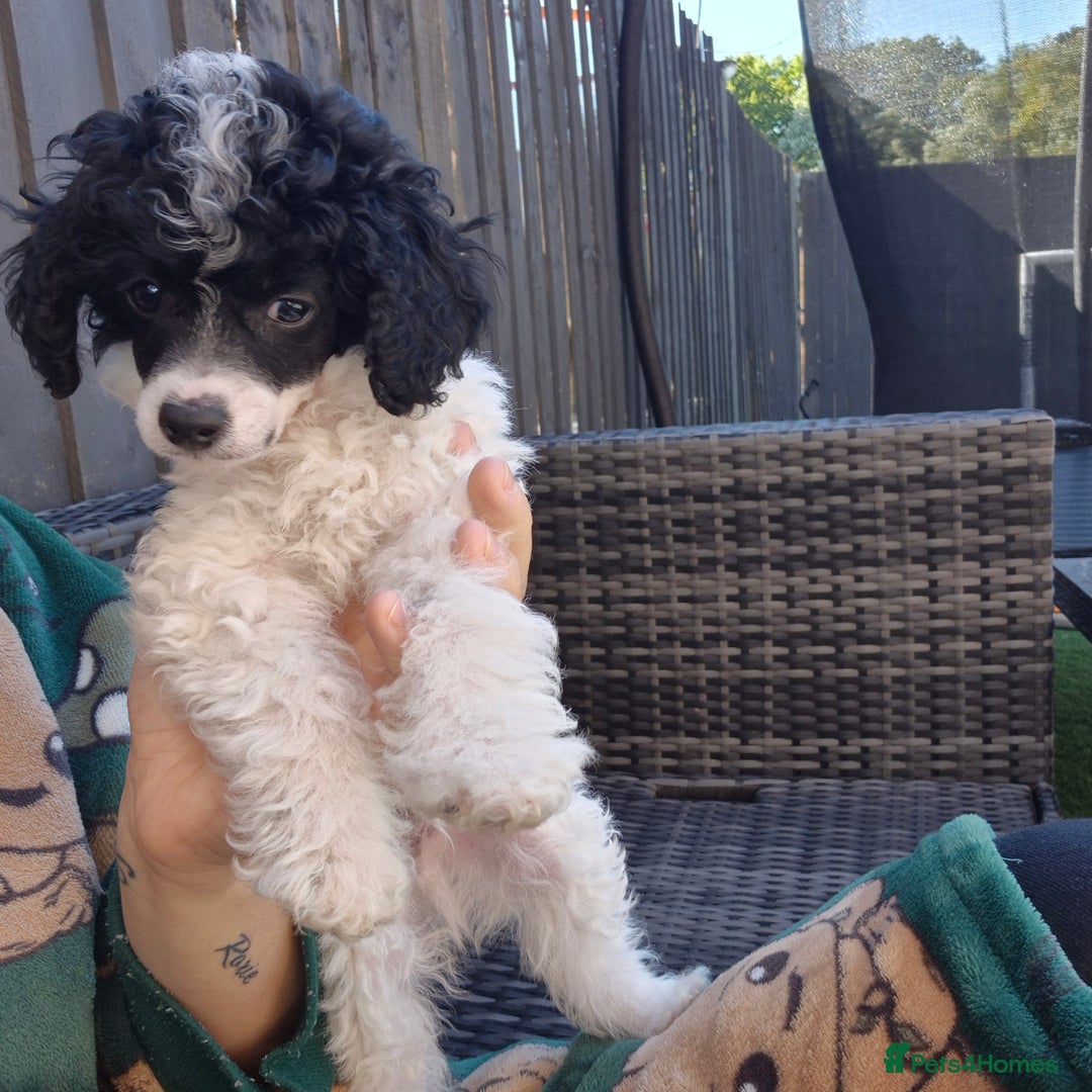 Tiny tiny parti poodle 1250 for sale in Harlow Pets4Homes