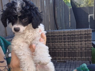 Maltipoo dogs - Advert 1