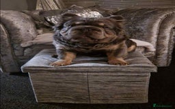 French Bulldog dogs for sale: Visual fluffy French bulldogs  - Image 14