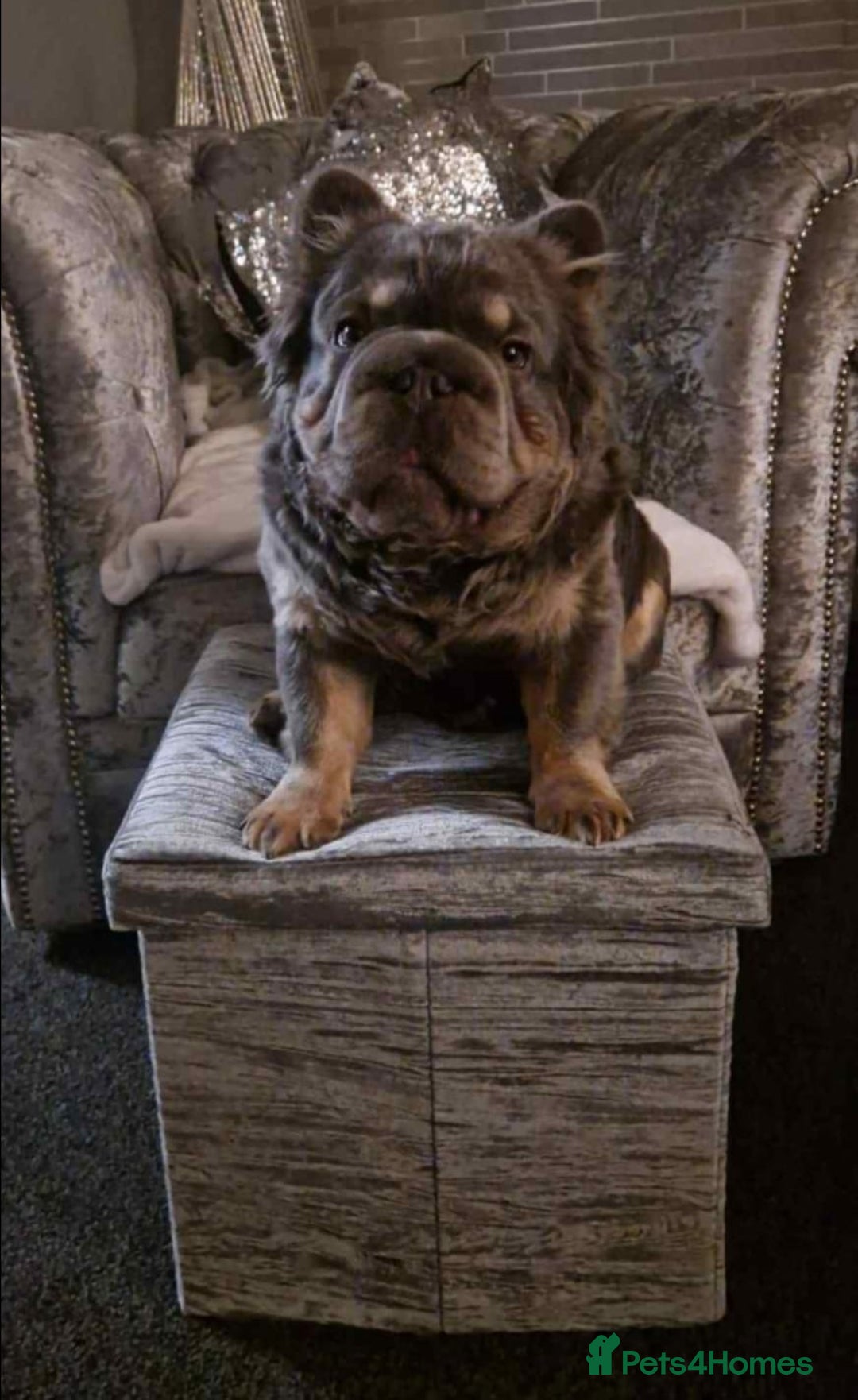 French Bulldog dogs for sale: Visual fluffy French bulldogs  - Image 14